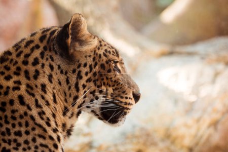 Foto de Leopardo vista de cerca - Imagen libre de derechos