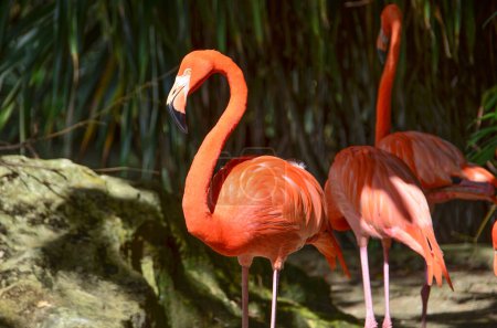 Téléchargez les photos : Groupe de flamants roses sauvages dans le zoo - en image libre de droit