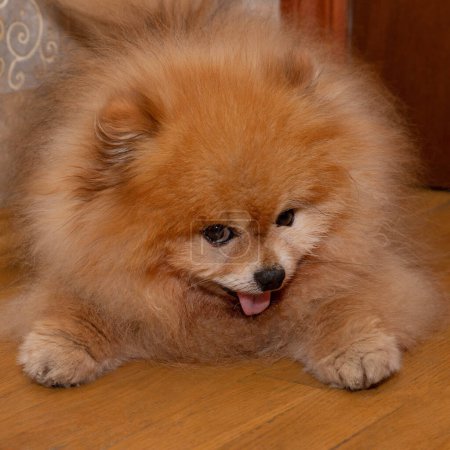Photo for "Orange Pomeranian with thick paws lying on the floor" - Royalty Free Image