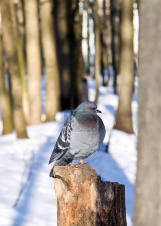 Foto de "Primer plano de una encantadora y linda paloma. " - Imagen libre de derechos