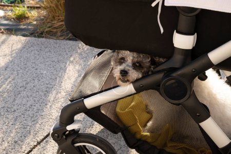 Foto de "perro sentado en la cesta de un cochecito recién nacido" - Imagen libre de derechos