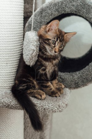Téléchargez les photos : "Jeune chat bengale en marbre assis sur l'étagère d'un chat mou de la maison d'un chat." - en image libre de droit