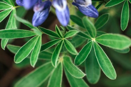 Photo for Wild blue lupine blooming in in summer - Royalty Free Image