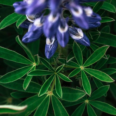 Téléchargez les photos : "Lupin bleu sauvage fleurissant en été
" - en image libre de droit