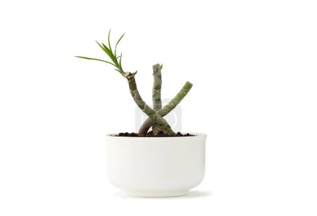 Photo for "Dracaena marginata bonsai in white pot isolated" - Royalty Free Image