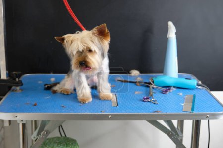 Photo for A Yorkshire terrier sits on a table in a grooming room - Royalty Free Image