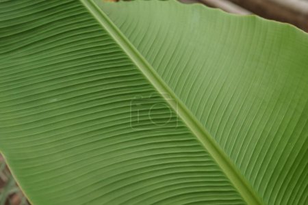 Téléchargez les photos : A leaf of a green plant in close-up, macro photography. - en image libre de droit