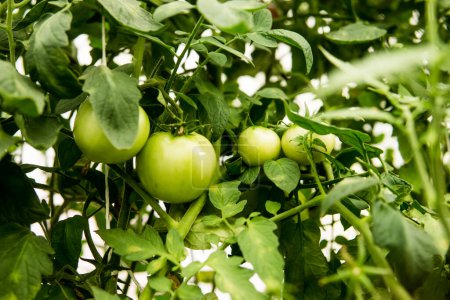 Foto de Tomatoes are hanging on a branch in the greenhouse. - Imagen libre de derechos