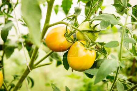 Photo for Tomatoes are hanging on a branch in the greenhouse. - Royalty Free Image
