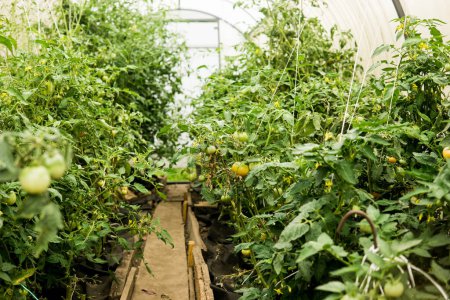 Foto de Tomatoes are hanging on a branch in the greenhouse. The concept of gardening and life in the country. A large greenhouse for growing homemade tomatoes. - Imagen libre de derechos