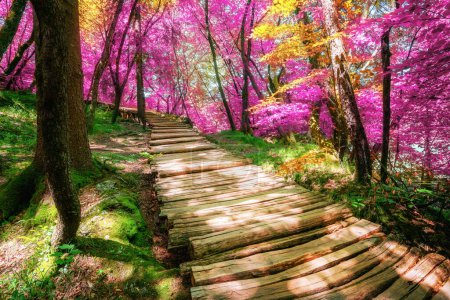 Photo for "Beautiful wooden path in Plitvice Lake, Croatia." - Royalty Free Image