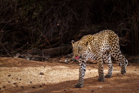 Téléchargez les photos : "Léopard dans le parc transfrontalier de Kgalagadi, Afrique du Sud" - en image libre de droit