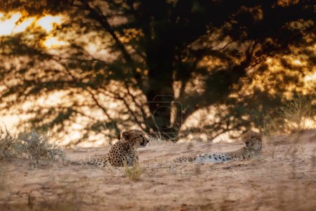 "Cheetah en el parque transfronterizo de Kgalagadi, Sudáfrica"