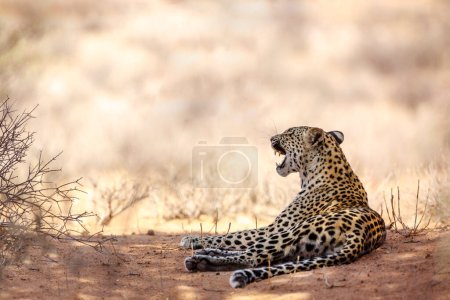 "Leopard in Kgalagadi transfrontier park, South Africa"