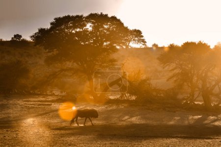 Téléchargez les photos : "Le gnous bleu dans le parc transfrontalier de Kgalagadi, Afrique du Sud" - en image libre de droit