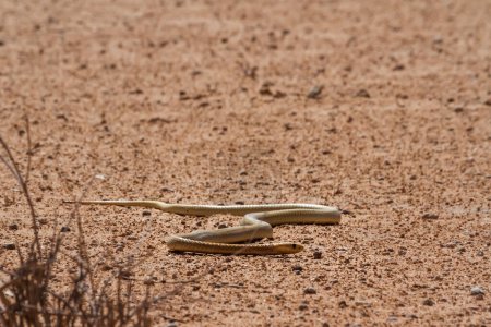 "Cape cobra dans le parc transfrontalier de Kgalagadi, Afrique du Sud"