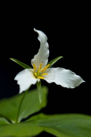 Photo for "Macro photo of white trilium flower." - Royalty Free Image