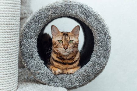Téléchargez les photos : "Jeune chat bengale mignon posé dans le tube d'un chat doux de la maison d'un chat." - en image libre de droit