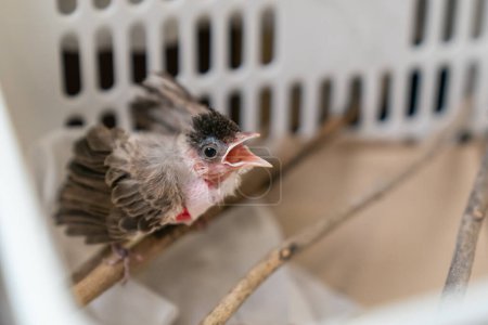 Téléchargez les photos : "Traitement de la rupture du sac gonflable chez les oiseaux, bébé Blessure au bulbul à murmure rouge après une attaque par un chat." - en image libre de droit