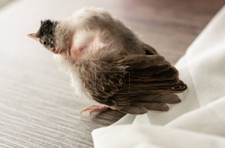 Téléchargez les photos : "Sac gonflable Rupture chez les oiseaux, bébé Blessure au bulbul à murmure rouge après une attaque par un chat." - en image libre de droit