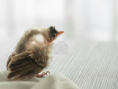 Photo for "Air Sac Rupture in birds, baby Red-whiskered bulbul injury after attack by cat." - Royalty Free Image