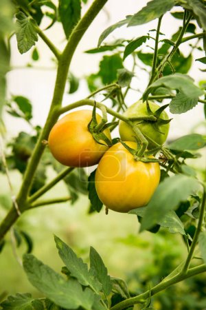 Foto de "Tomatoes are hanging on a branch in the greenhouse." - Imagen libre de derechos