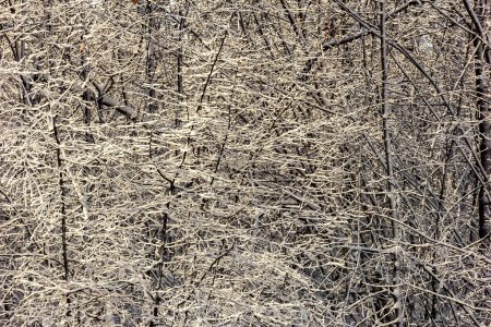 Foto de "Hada bosque de hielo de invierno. Invierno. Hermoso fondo de invierno con hielo." - Imagen libre de derechos