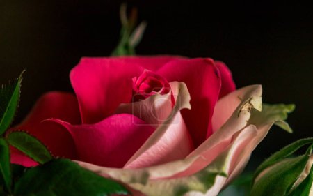 Téléchargez les photos : Fleur rose à deux couleurs - en image libre de droit