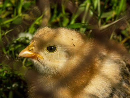Foto de "Pequeño pollo amarillo esponjoso bebé" - Imagen libre de derechos