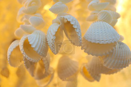 Téléchargez les photos : "sea snail stock on shop" - en image libre de droit