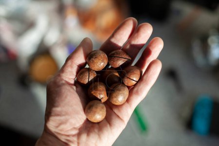 Photo for "Sawed nuts in hand. Nuts contain vegetable proteins." - Royalty Free Image