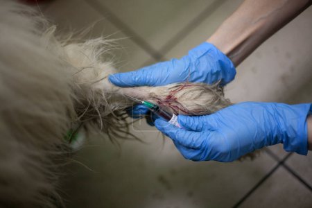 Téléchargez les photos : "Le vétérinaire traite un chien. Mains dans les gants. Une seringue pénètre dans une veine. Santé des animaux Pratique médicale." - en image libre de droit