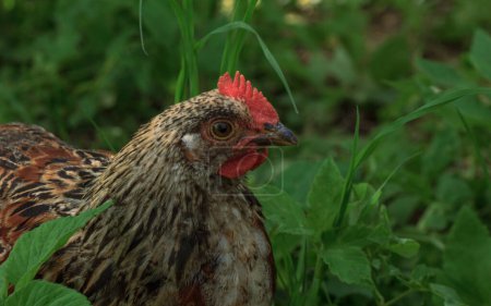 Téléchargez les photos : "Oiseau de poulet panaché de ferme sauvage dans l'herbe" - en image libre de droit