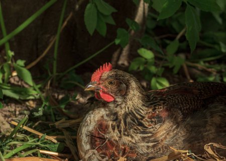 Photo for "Wild farm animal chicken bird in grass" - Royalty Free Image
