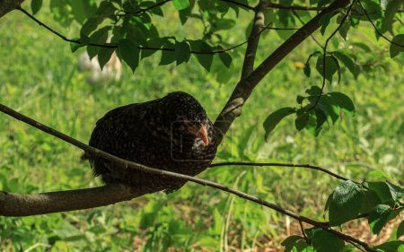 Photo for "Wild farm animal chicken bird sitting on tree" - Royalty Free Image