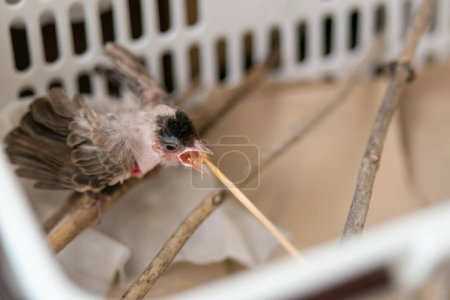 Téléchargez les photos : "Nourrir l'oiseau après le traitement de la rupture du sac d'air chez les oiseaux, bébé Blessure au bulbul à murmure rouge après l'attaque par le chat." - en image libre de droit