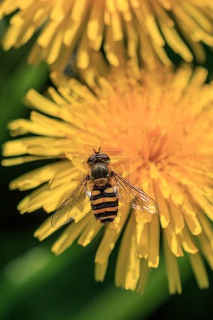 Photo for "Black and yellow wasp in yellow dandelion" - Royalty Free Image