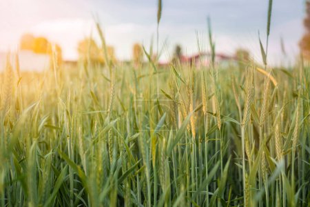 Photo for Fresh green wheat field at sunset. Background - Royalty Free Image