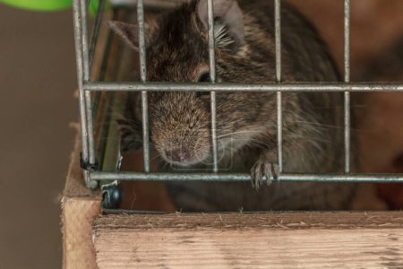 Foto de Pequeña mascota de rata marrón esponjosa en jaula - Imagen libre de derechos