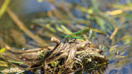 Téléchargez les photos : "libellule verte sur arbre fluvial lavé" - en image libre de droit