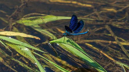 Téléchargez les photos : "Couleur bleue bel insecte libellule" - en image libre de droit