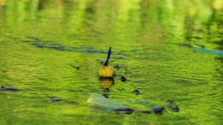 Téléchargez les photos : "libellule bleue sur nénuphar jaune" - en image libre de droit