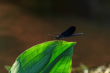 Téléchargez les photos : "Insecte libellule bleue sur l'herbe" - en image libre de droit