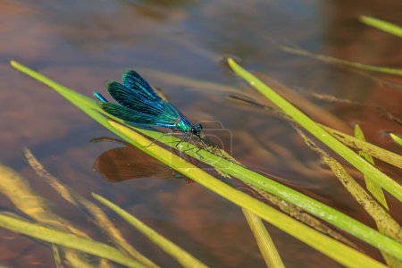 Photo for "Blue dragonfly insect on grass" - Royalty Free Image
