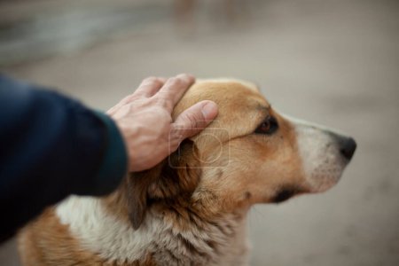 Téléchargez les photos : "L'homme caresse la tête du chien. Il caresse le visage d'un chien sans abri avec sa main. Portrait d'animal d'été dans la rue." - en image libre de droit