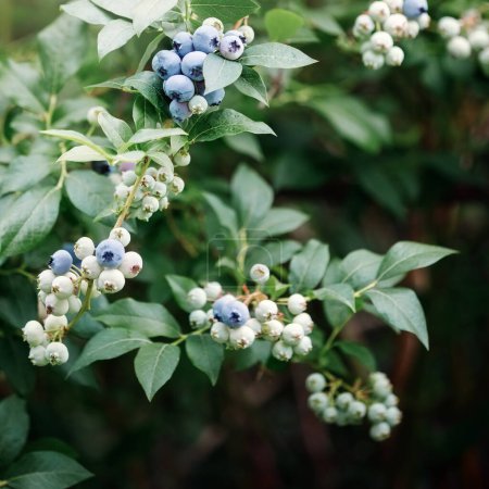 Photo for "Fresh organic blueberries on blueberry bush, ready for picking." - Royalty Free Image
