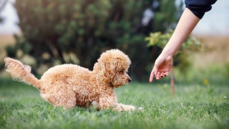 Foto de "La chica, la anfitriona del lindo caniche marrón, está entrenando a su perro en el césped, ella con su brazo muestra su lugar y le dice que siga las instrucciones" - Imagen libre de derechos