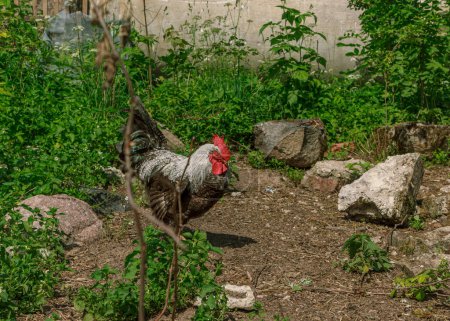 Photo for Farm rooster bird walking around - Royalty Free Image