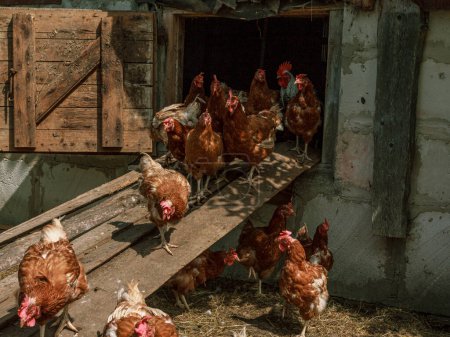 Téléchargez les photos : Des poulets bruns de ferme en grappe sortent de cote - en image libre de droit