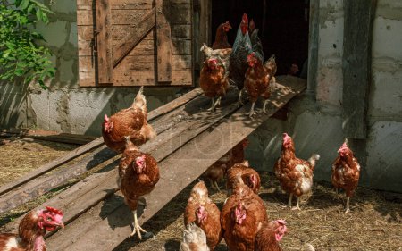 Téléchargez les photos : Des poulets bruns de ferme en grappe sortent de cote - en image libre de droit
